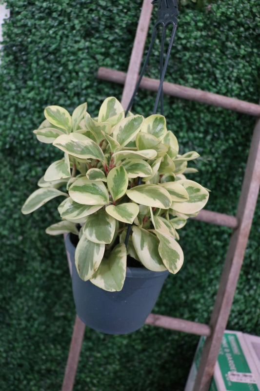 6" Hanging Peperomia Obstifolia Variegated Marble Plant