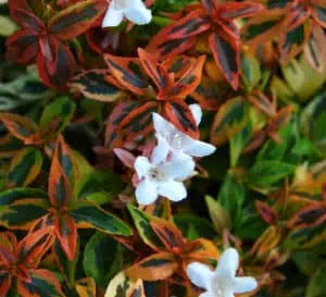 Abelia Kaleidoscope