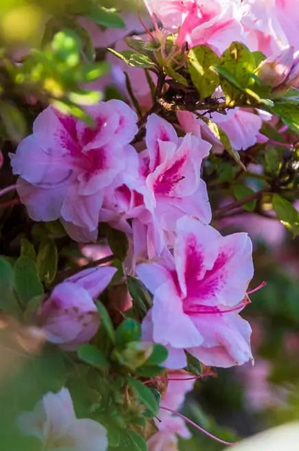 Encore® Azalea Autumn Belle®