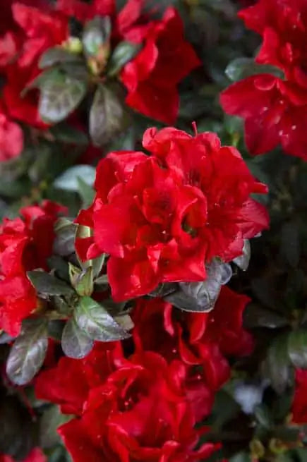 Encore® Azalea Autumn Fire®