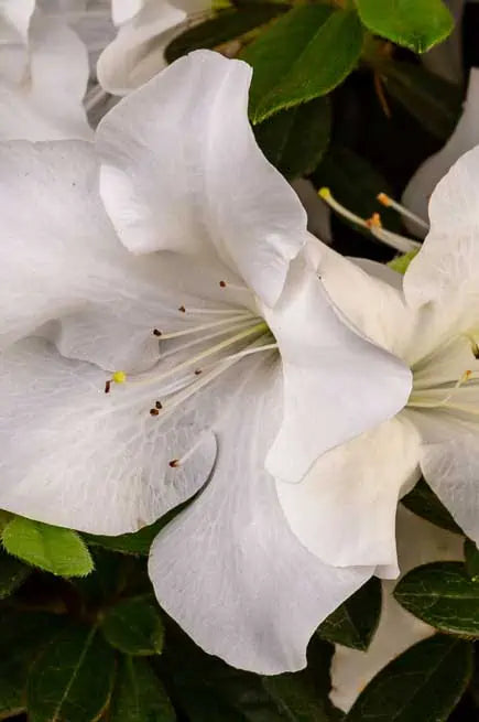 Encore® Azalea Autumn Ivory®