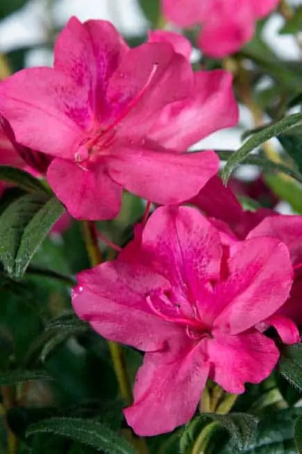 Encore® Azalea Autumn Jewel®