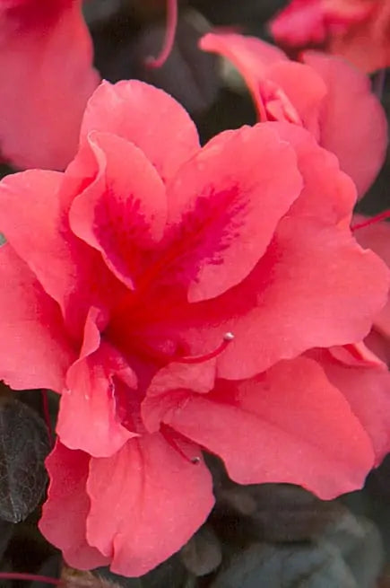 Encore® Azalea Autumn Princess®