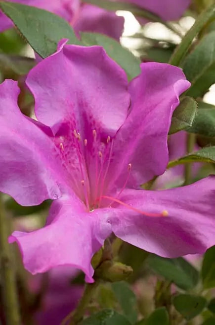 Encore® Azalea Autumn Royalty®