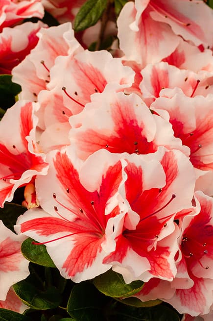 Encore® Azalea Autumn Starburst®