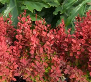 Orange Rocket Barberry