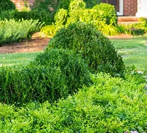 Baby Gem Boxwood