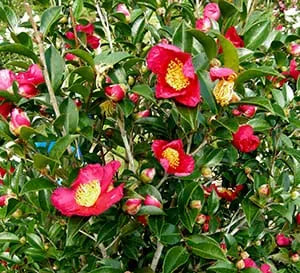 Yuletide Camellia