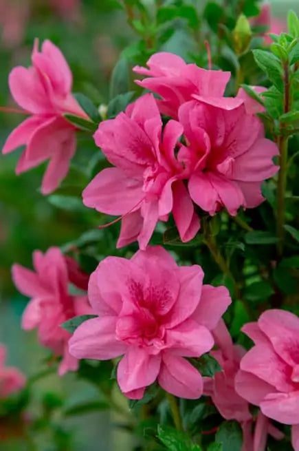 Encore® Azalea Autumn Empress®