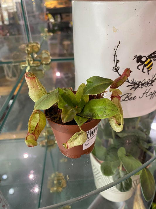 2" Carnivorous Pitcher Plant (Nepenthes Alata)