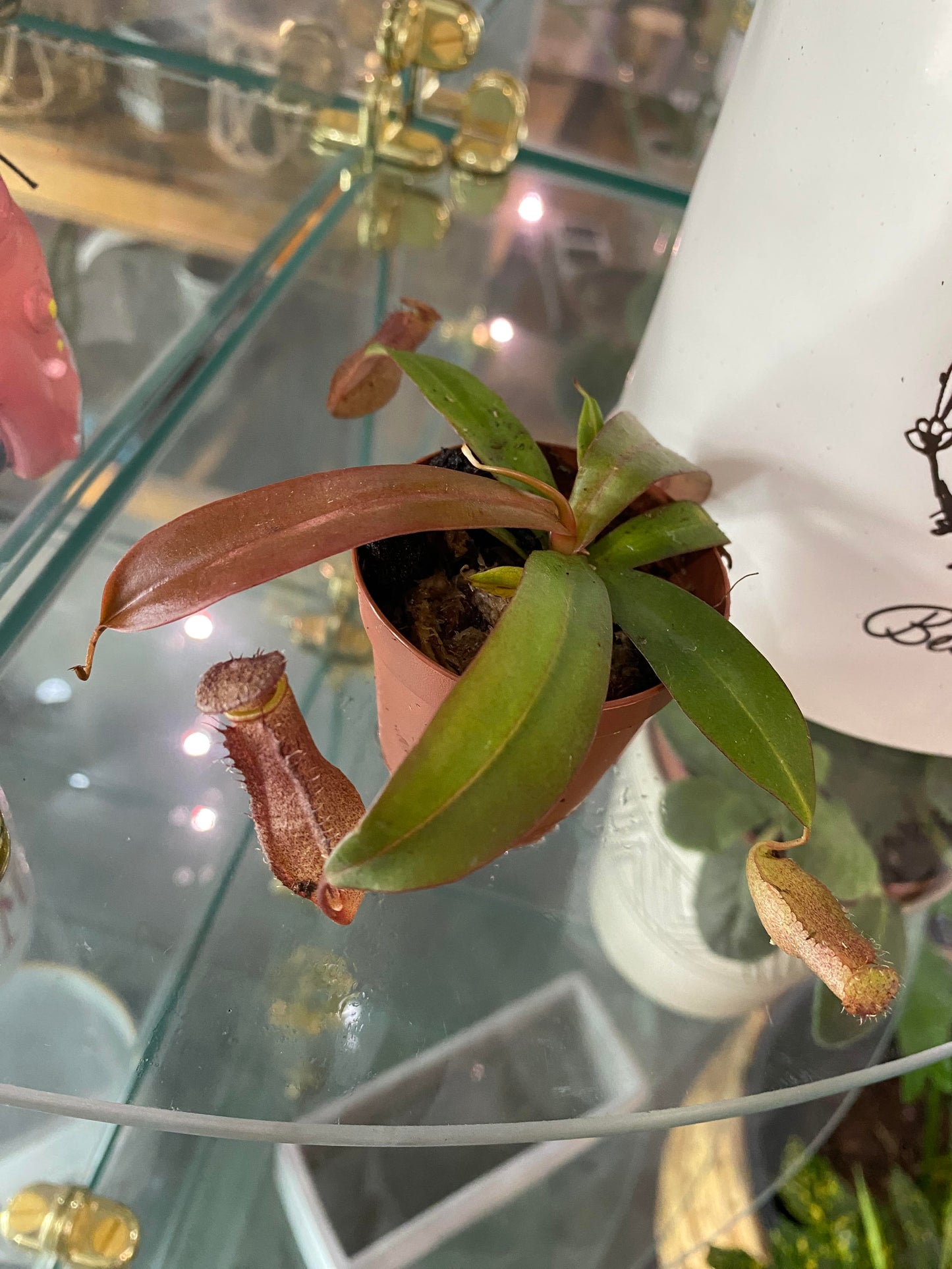 2" Carnivorous Pitcher Plant (Nepenthes St. Gaya)