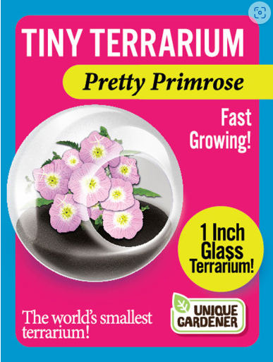 Tiny Terrarium Box Kits