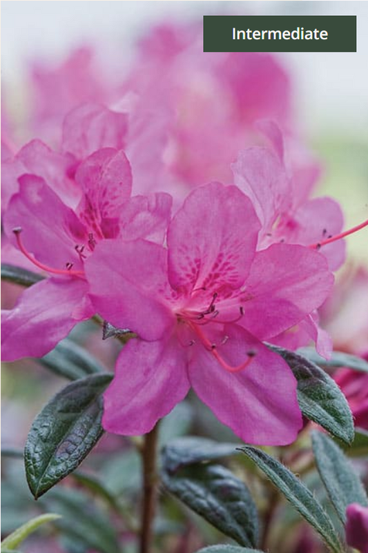 Encore® Azalea Autumn Amethyst®