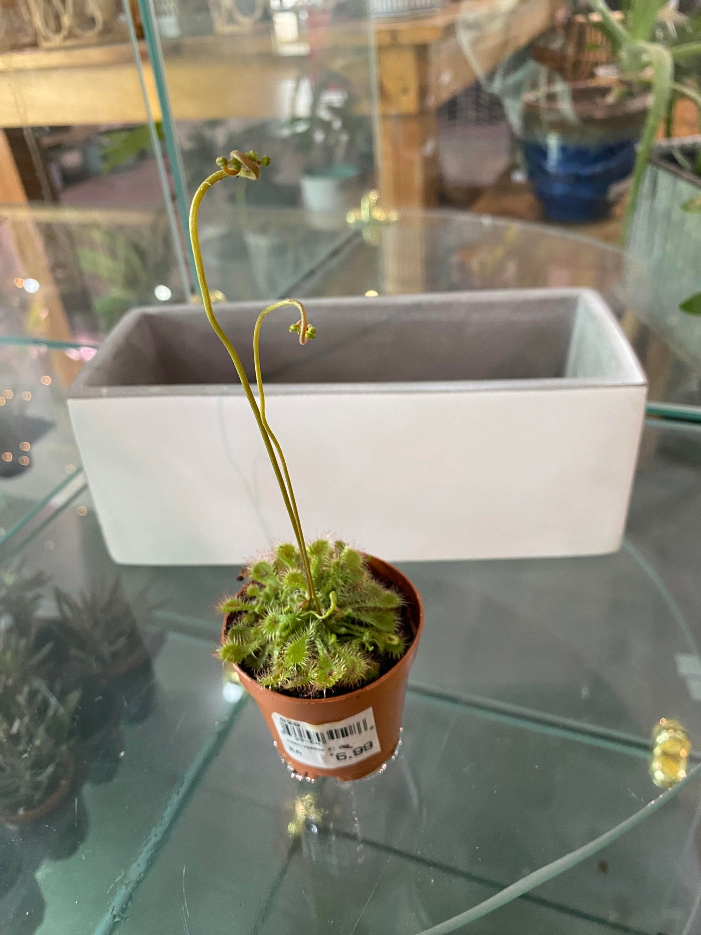 2" Carnivorous Plant Spoon Leaf Sundew