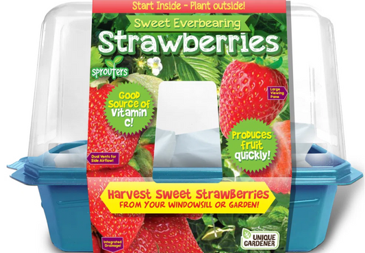 Sweet Everbearing Strawberries
