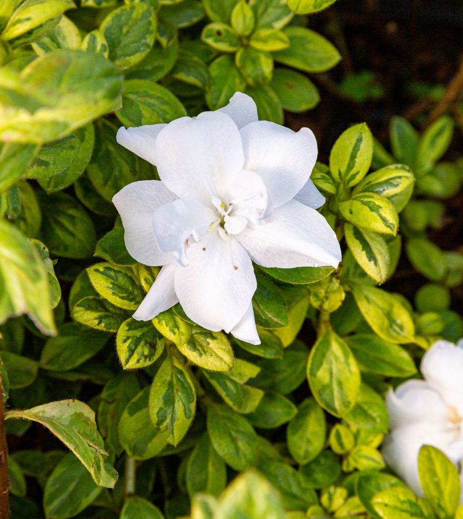 Encore® Azalea Autumn Moonstruck™ Coming in 2024