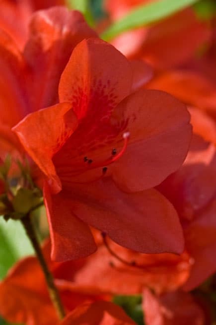 Encore® Azalea Autumn Bravo®