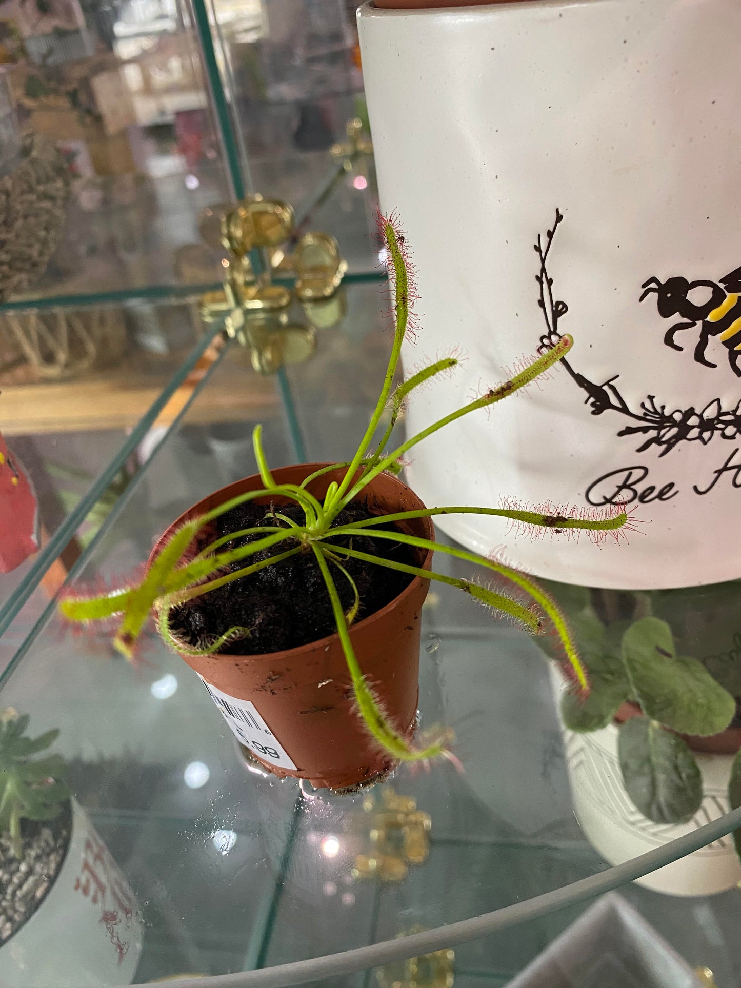 2" Carnivorous Plant Cape Sundew