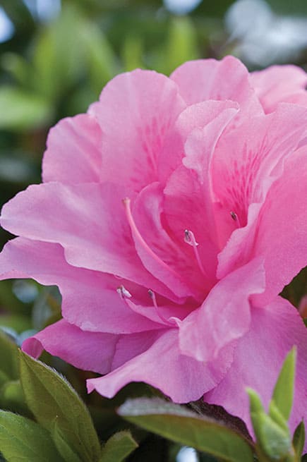 Encore® Azalea Autumn Carnation®