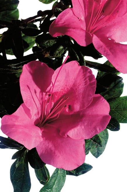 Encore® Azalea Autumn Carnival®