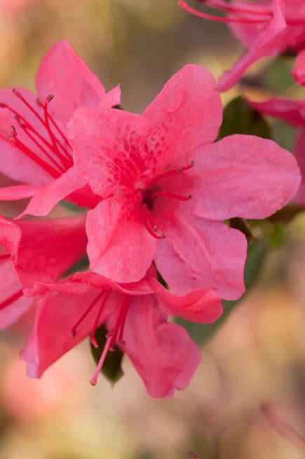 Encore® Azalea Autumn Cheer®