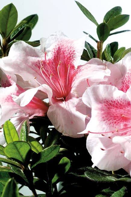 Encore® Azalea Autumn Chiffon®