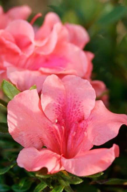 Encore® Azaleas Autumn Coral®