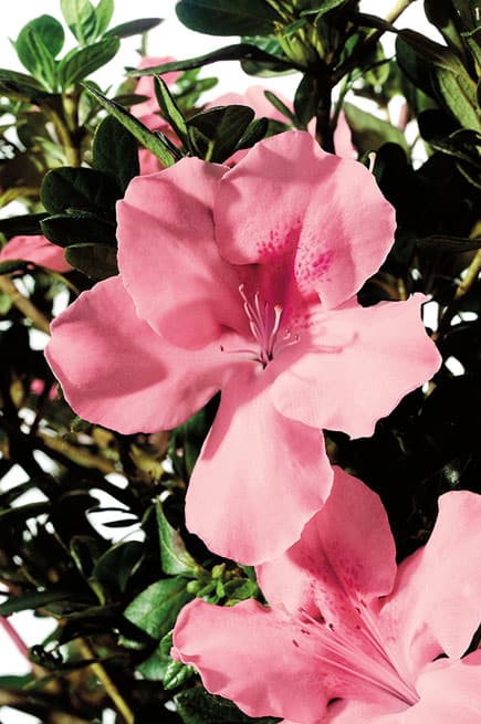 Encore® Azalea Autumn Debutante®