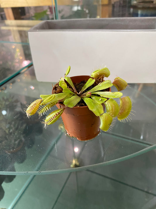 2" Carnivorous Plant Venus Fly Trap