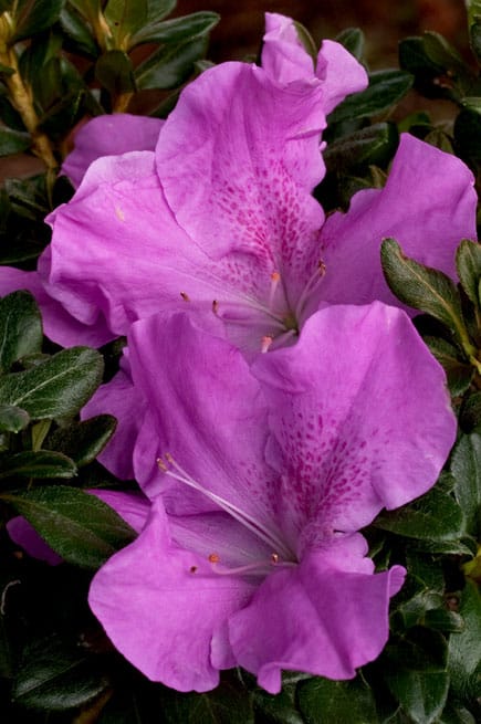 Encore® Azalea Autumn Lilac®