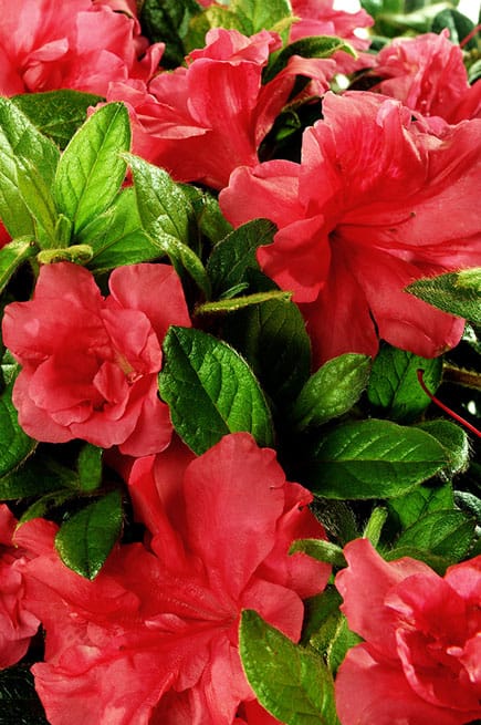 Encore® Azalea Autumn Monarch®