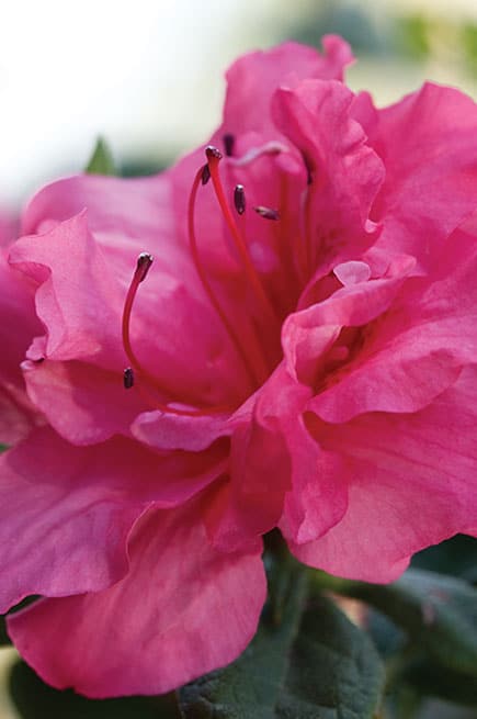 Encore® Azalea Autumn Rouge®