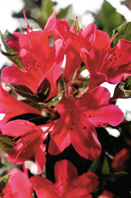 Encore® Azalea Autumn Ruby®