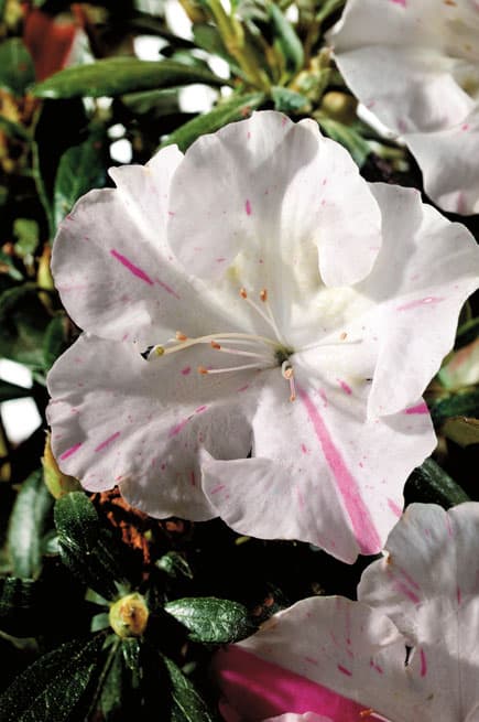 Encore® Azalea Autumn Starlite®