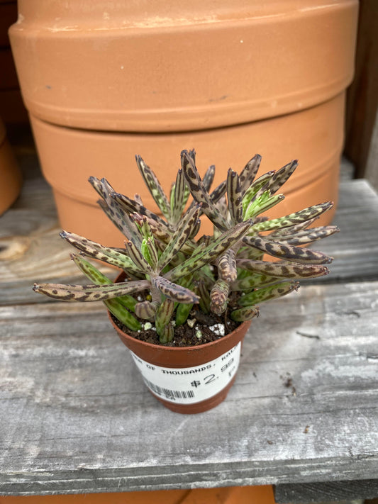 2" Kalanchoe Tubiflora Succulent 'Mother of Millions'